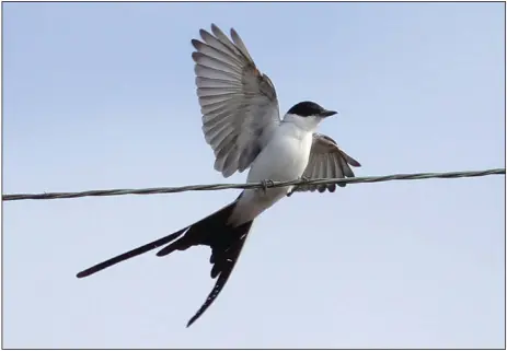  ?? (Special to the Democrat-Gazette/Gary Graves) ?? Only the second of its kind documented in Arkansas, this fork-tailed flycatcher (Tyrannus savana) has been hanging out beside a bayou in Desha County since mid-November.