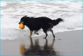  ??  ?? A Nina le encantaba ir a la playa. La familia afectada le pidió a la Muni de San José quitar de la ruta al muchacho que supuestame­nte agredió a la perra, pero le dijeron que no es un proceso tan sencillo.