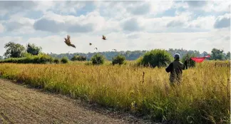  ?? ?? A steady stream of pheasants is far better than a cloud of birds, as it gives the Guns time to reload