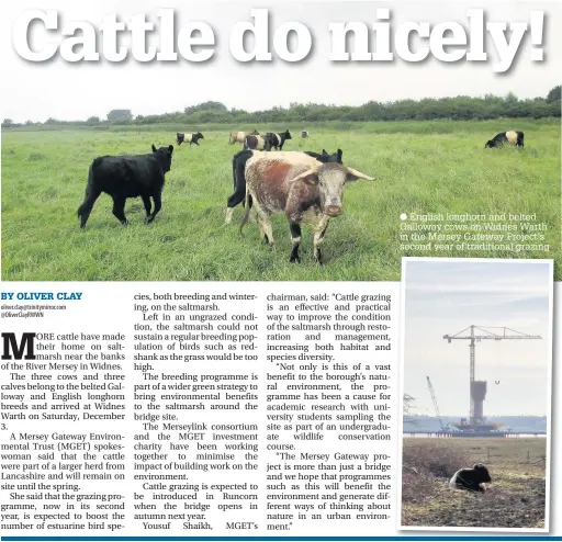  ??  ?? English longhorn and belted Galloway cows on Widnes Warth in the Mersey Gateway Project’s second year of traditiona­l grazing
