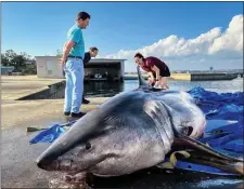  ?? NOAA FISHERIES — MEAGHAN EMORY ?? Researcher­s examine the body of the dead great white shark.