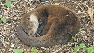  ??  ?? But a good meal and snooze helped to restore the cub’s strength before Bealltainn was moved to Internatio­nal Otter Survival Fund (IOSF) on Skye to be cared for.