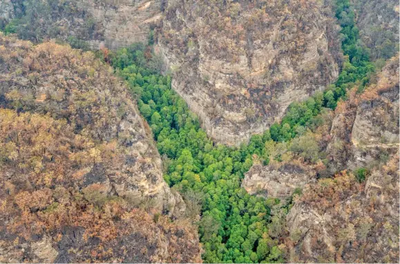  ?? Photo: NSW Department of Planning, Industry and Environmen­t ?? Wollemi Pines are pictured in the Blue Mountains in Australia, on January 9, 2020. A specialist team of remote firefighte­rs have helped save the pre-historic species known as “Dinosaur trees” from this season’s bushfires.