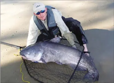  ?? COURTESY OF MATT BINGHAM ?? Above: Tennessee catfishing expert Matt Bingham caught and released this 100-pound-plus blue catfish near Memphis in 2004. The Mississipp­i River has become famous for producing monster cats like this.