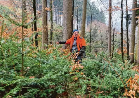  ?? Foto: Mira Herold-Baer ?? Förster Armin Desch steht im Privatwald in Aichen. In zehn Jahren will er sich hier durch die mannshohen Tannen kämpfen.