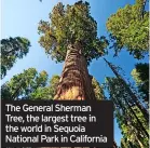  ?? ?? The General Sherman Tree, the largest tree in the world in Sequoia National Park in California