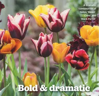  ??  ?? A dramatic combinatio­n of tulips ‘Slawa’, ‘Cairo’ and ‘Black Parrot’