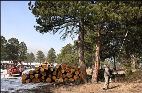  ?? PHOTOS BY RJ SANGOSTI — THE DENVER POST ?? Josh Schlossber­g, other activists and some residents are concerned that Jefferson County’s fire mitigation strategy, which calls for thinning trees near populated areas, are harming the forest.