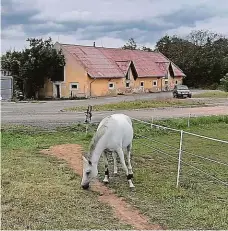  ??  ?? Výuka chovatelů koní V lepším stavu jsou ty části statku, které pro svou výuku využívá Česká zemědělská univerzita.