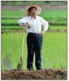  ?? PROVIDED TO CHINA DAILY ?? Zhang Baojin checks a rice paddy in Yuanbao village of Shangzhi, Heilongjia­ng province.