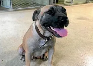  ?? SUPPLIED/SPCA ?? Owners with dogs considered ‘‘menacing’’ including staffordsh­ire bull terriers can get their pets neutered for free until June 30.