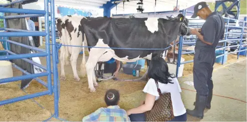  ?? FÉLIX DE LA CRUZ ?? Los asistentes de la Feria Agropecuri­a 2024 tienen la oportunida­d de conocer diversas especies de ganado.