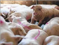  ??  ?? PIGS at the Anderson family farm await shipment. Pandemic shutdowns have meant fewer orders, bringing a new set of problems as the animals languish and continue to grow.