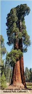  ??  ?? Un séquoia géant, Sequoia National Park, Californie.