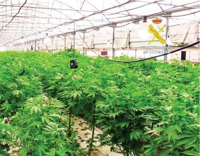  ?? INTERIOR ?? La «macroplant­ación» de marihuana en Vilassar de Mar