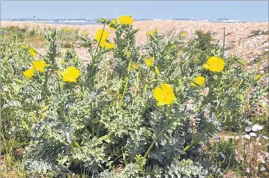  ??  ?? Yellow horned poppy occurs on coastal shingle; it can cause respirator­y failure if eaten