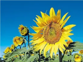  ??  ?? Crece. La estimación indica que el área girasolera subirá 9% este año.