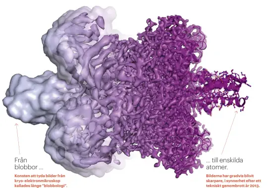  ??  ?? Konsten att tyda bilder från kryo- elektronmi­kroskop kallades länge ”blobbologi”. Skeptiker tyckte sig bara se oformliga blobbor. Från blobbor ... ... till enskilda atomer. Bilderna har gradvis blivit skarpare, i synnerhet efter ett tekniskt genombrott...