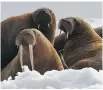  ?? JOEL GARLICH-MILLER, AP ?? Walruses, especially mothers with calves, use sea ice as a platform to rest, nurse and dive for food.