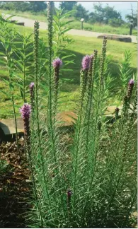  ??  ?? Like an exclamatio­n point, liatris, aka Blazing Star, grows best in full sun. It grows from corms.