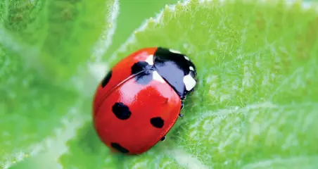  ??  ?? Protagonis­ti Nella foto grande una coccinella. Le coccinelle si nutrono di afidi. Nella foto sotto una farfalla vanessa, che spesso si nutrono delle ortiche