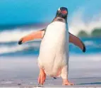  ?? FOTO: ADOBE STOCK ?? Pinguine beeindruck­en mit ihrer Tauchexper­tise.