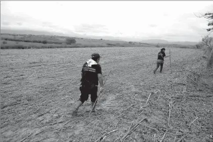  ?? Associated Press ?? Relatives of missing people search for signs of a possible clandestin­e grave May 31 after they received an anonymous tip in Iguala, Mexico. Miguel Angel Jimenez, an activist and community police officer, taught the searchers to look for campsites,...