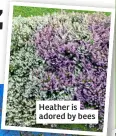  ?? ?? Heather is adored by bees