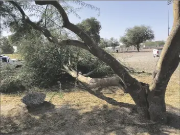  ?? Yuma Sun STaFF PHOTOS ?? MONDAY’S HIGH WINDS SNAPPED a large limb off a tree at the West Wetlands Park. City of Yuma crews were on hand to remove the limb as the winds continued to blow.