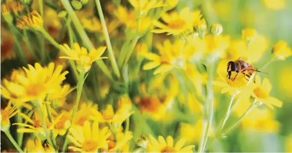  ?? Symbofoto: Alexander Kaya ?? Schaden Pflanzensc­hutzmittel den Insekten? Nicht, wenn man sie richtig anwende, glaubt Experte Johann Dennert.