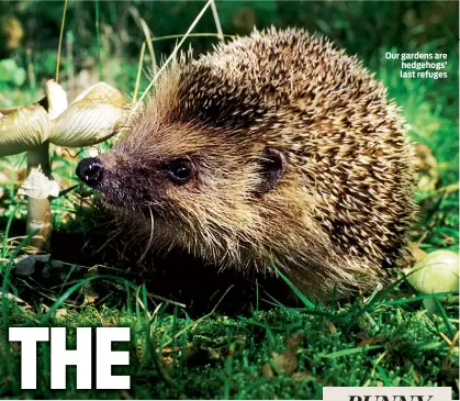  ??  ?? Our gardens are hedgehogs’ last refuges