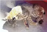  ?? COURTESY OF CHRISTINE LANDERS ?? This male bobcat was freed from a foothold trap earlier this month after it was found in a Placitas barn with the trap and chain still attached to a leg. Because of the severity of his injury, the animal had to be euthanized.