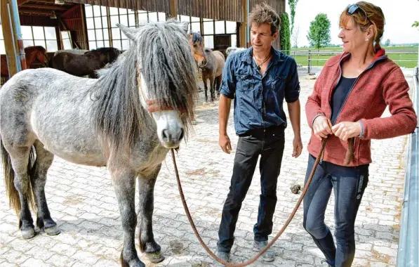  ?? Fotos: Peter Stöbich ?? Seit 25 Jahren betreiben Veronika und Sebastian Frisch ihren Islandpfer­dehof Lechleite. Die Liebe zu Tieren und Menschen steht im Mittelpunk­t.