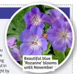  ?? ?? Beautiful blue ‘Rozanne’ blooms until November