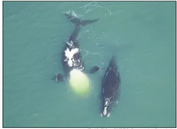  ?? Florida Fish and Wildlife Conservati­on Commission ?? A female North Atlantic right whale, right, swims with another whale on Feb. 20, 2010. She died in February 2011. Only about 356 North Atlantic right whales remain.