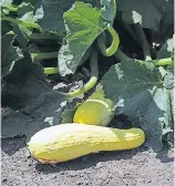  ?? [PHOTO PROVIDED BY OSU EXTENSION SERVICE] ?? Summer squash can be harvested when firm.