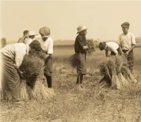  ??  ?? Top: Boys harvest flax near the Willowdale Airfield outside Toronto, circa 1917.