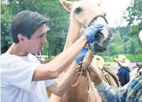  ??  ?? En Xochimilco, la brigada atendió a 100 caballos lastimados desde el sismo del pasado 19 de septiembre. La mayoría de los trabajador­es ofrecen paseos y equinotera­pias a los visitantes.