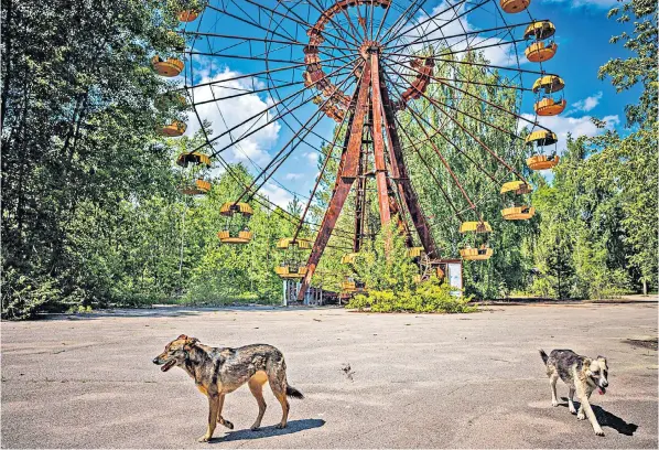  ?? ?? Dogs roam wild in the ghost town of Pripyat near the Chernobyl Nuclear Power Plant