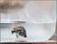  ?? (AP/David Goldman) ?? A musk turtle looks out from a tank Nov. 1 while in quarantine at Roger Williams Park Zoo.