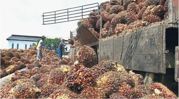  ??  ?? Asset disposal:Workers unload oil palm fruits from a lorry at a Felda factory in Trolak, Perak. Strengthen­ing the agency’s cashflow position will likely include the disposal of non-strategic assets such as properties, both locally and abroad, as well as other non-performing businesses.