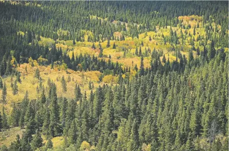  ?? Richardson, Denver Post file Helen H. ?? Aspen trees are at their peak as they change from green to yellow and red along Highway 119, the Peak to Peak highway in 2018.