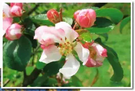  ?? ?? Last year the apple blossom was abundant, but we also had a very hard late frost that spoiled much of it, leaving the gorgeous fragile flowers looking like soggy brown tissue paper. We were surprised when we still got quite a good crop of apples.