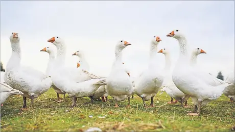  ?? [ APA/DPA/Uwe Anspach ] ?? Gänse sollen in Rom Alarm geschlagen haben, als die Kelten kamen. Können sie oder andere es auch tun, wenn Ärgeres droht?