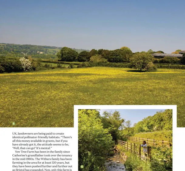  ??  ?? 5 6 5 This field could disappear under 200 new homes if Bristol council’s draft local plan goes ahead 6 Pretty Colliter’s Brook runs through the bottom of the farm on its way to join the River Avon