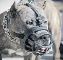  ?? PIERRE OBENDRAUF ?? A recent poll has revealed that 64 per cent of Quebecers fear walking on the same street as a pit bull.