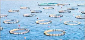  ??  ?? FISHY BUSINESS: This example of fish cages off the coast of Greece could indicate what could be visible from the Port Elizabeth beachfront should the fish farm project be given the go-ahead