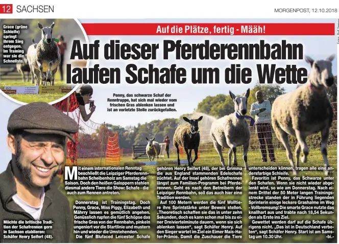  ??  ?? Grace (grüne Schleife) springt ihrem Sieg entgegen. Im Training war sie die Schnellste. Möchte die britische Tradition der Schafrenne­n gern in Sachsen etablieren: Schäfer Henry Seifert (48).Penny, das schwarze Schaf der Renntruppe, hat sich mal wieder vomfrische­n Gras ablenken lassen und ist an vorletzte Stelle zurückgefa­llen.