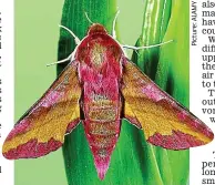  ??  ?? Colourful: An elephant hawk-moth