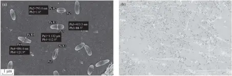  ??  ?? 图 1 Rhodoblast­us sp. TH20 扫描电镜图(a)和革兰氏染色(b)
Fig. 1 Field emission scanning electron micrograph (a) and Gram staining (b) of Rhodoblast­us sp. TH20